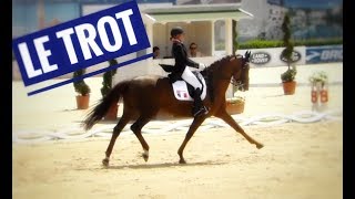 Le trot pour la compétition de dressage  Comment améliorer le trot [upl. by Bennir]