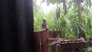 EARLY MORNING LIVE BIRD ALARM CLOCK SINGING TO MY WINDOW [upl. by Feil]