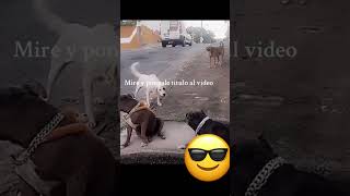 Los perros también reaccionan a videos de perros videoshors [upl. by Allayne]