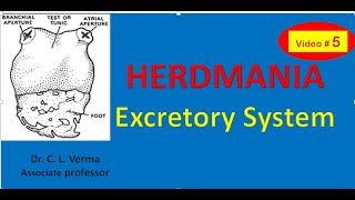 Excretory system of Herdmania [upl. by Yerdua]