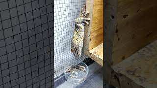 Tokay Gecko Eats Superworms phucsanimalhouse gecko tuko [upl. by Oicirbaf412]