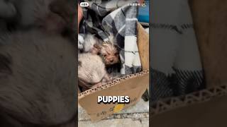 They Couldn’t Stop Finding New Puppies In The Garbage ❤️animalshorts adorable puppy [upl. by Krispin407]