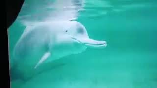 RARE FOOTAGE Baiji or Yangtze River dolphin filmed before the species became functionally extinct [upl. by Kcinimod]