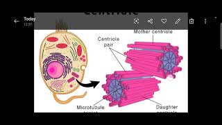 Difference between centriole and centrosomeDefinition of centriole centrosome and its basic role [upl. by Wildermuth]