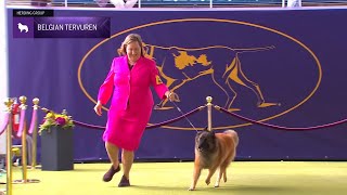 Belgian Tervuren  Breed Judging 2024 [upl. by Drucie319]