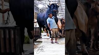 Gigantic Holstein Friesian bull coming out of the barn [upl. by Nnylodnewg699]