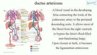 ductus arteriosus [upl. by Domph26]