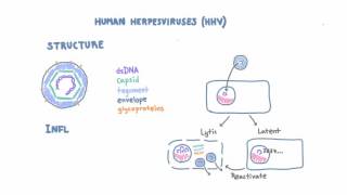 Introduction to Human Herpesviruses HHV [upl. by Drummond856]