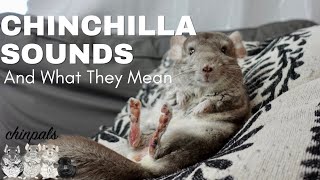 Chinchilla Sounds Compilation Description and Meaning [upl. by Maure657]