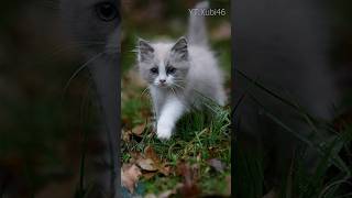 Top 10 dapper Gray and white cat breeds😻💕short ytshorts cat [upl. by Suiravat158]