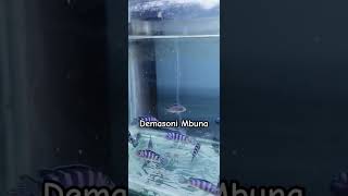 Demasoni cichlidAfrican Cichlids amongus fish funny aquarium fishtank india love music [upl. by Eremaj]