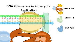 DNA Polymerase in Prokaryotes and their mechanism of action DNA Pol I DNA Pol II and DNA Pol III [upl. by Idham926]