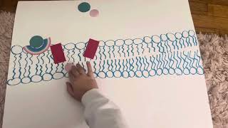 Signal Transduction Pathways [upl. by Gerard105]