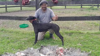 Galgos vs avestruz 2024 🐕 messi de la calle [upl. by Anilosi]