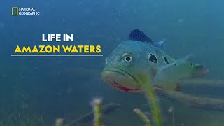 Amazon’s Water Giants  Amazonia  हिंदी  Full Episode  S1  E1  Nat Geo Wild [upl. by Ramed]