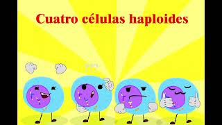 Proceso de meiosis etapas [upl. by Buffo]