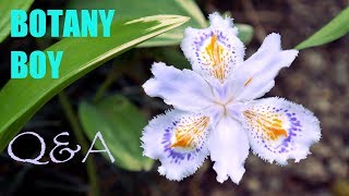 Bletilla striata Orchid fertilizer and Botany Boy Answers QampA [upl. by Kassia]