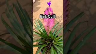 अनोखा खूबसूरत पौधा Pink Quill Tillandsia Cyanea Plant Care  Priya Gardenhub shorts tillandsia [upl. by Ativak]