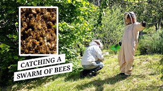 Catching a Bee Swarm  How Hubby amp our youngest caught a HUGE swarm of bees for our newest bee hive [upl. by Llerrahs]