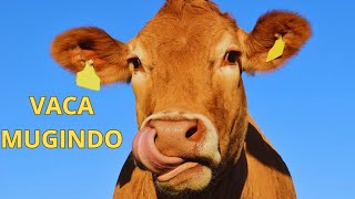 VACA MUGINDO Som de VACA som de boi bezerro berrando animais da fazenda bezerro mamando boiada [upl. by Inihor556]