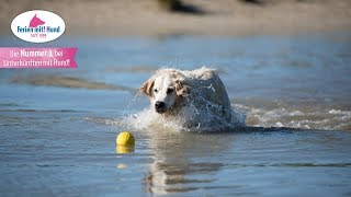 Reiseführer für den Urlaub mit Hund auf den nordfriesischen Inseln [upl. by Jareb]