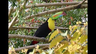 Birding Panama 1 TOUCANS Trogons amp Tanagers [upl. by Kirtley]