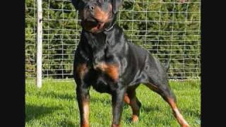 IL ROTTWEILERIL CANE PIU BELLO DEL MONDO [upl. by Aimerej]