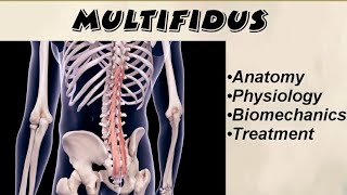 Anatomy and Biomechanics of Multifidus  All about Multifidus muscle  Physiotherapy [upl. by Ottinger]