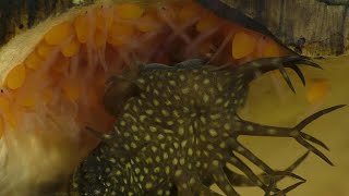 Breeding The Bristlenose Pleco A New Approach part 2 of 3 [upl. by Tristram]