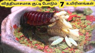 வித்தியாசமான உயிரினங்கள்  Crazy Ways Animals Give Birth  Tamil Info Share [upl. by Asia930]