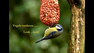 Hobos Vogels voederen leuk toch [upl. by Downs557]