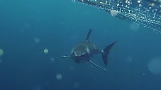 Mako Shark  Close encounter off Tampa bay [upl. by Magda461]