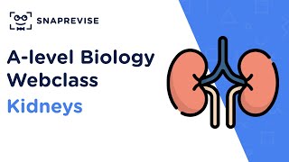 Alevel Biology Revision Sessions Kidneys [upl. by Nol795]