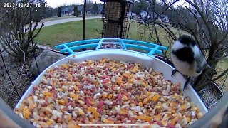 Bird feeder cam Chickadees TitMouse and Woodpecker [upl. by Drucie127]