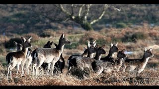 Fallow Deer Cull Stalking with CervusUK [upl. by Arlana]