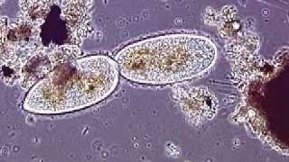 Paramecium reproduciéndose [upl. by Fasto]