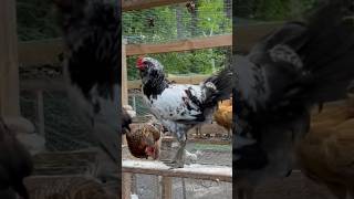 Crazy A Chickens hatchery rooster homestead backyardchickens raisingchickens [upl. by Enisamoht]