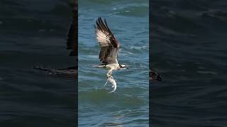 Le Balbuzard Pêcheur dans ses exploits shorts animaux balbuzardpecheur [upl. by Jahdai386]