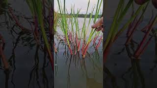 Sacchiolepis interrupta A wetland grass [upl. by Keriann]