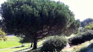 Pinus pinea  Italian Stone Pine [upl. by Yrrum]