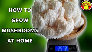 How to Grow HUGE Lions Mane Mushroom from Start to Finish [upl. by Koball]