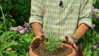 Lavanda officinalis coltivazione in vaso [upl. by Knox]