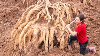 Harvest Giant Kudzu Root Earthen Ginseng Root Go to the market Sell  Cook nutritious Kudzu soup [upl. by Zachar]