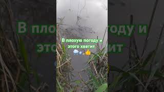 🎣👍 fishing carp float карась carpfishing рыбалка поплавок nature keşfet [upl. by Tess279]