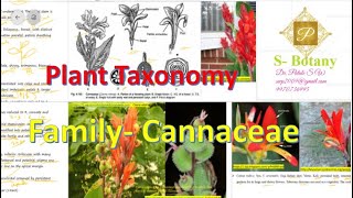 Cannaceae Family [upl. by Atnes]