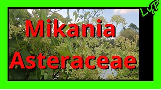 🌿Trepadora Bejuco enredadera Mikania spp Asteraceae🏵️ [upl. by Aenitsirhc63]