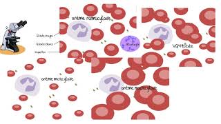 Comprendre les analyses sanguines [upl. by Rosen]