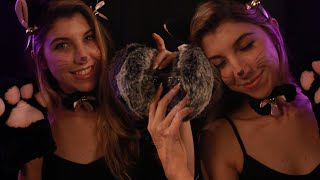 Kitty ASMR  Purring Cleaning 👅 Scratching etc 🐱💕 [upl. by Radmilla]