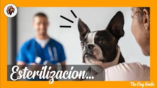 ESTERILIZACIÓN de PERROS Cuándo hacerlo Precio y Cuidados 🐶 Salud Canina 🐶 [upl. by Haiacim882]