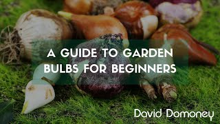 How to plant lily bulbs [upl. by Loralee]